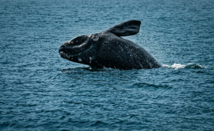 Southern right whale breaching out of the ocean off the coast of Hermanus, South Africa, during whale watching season.