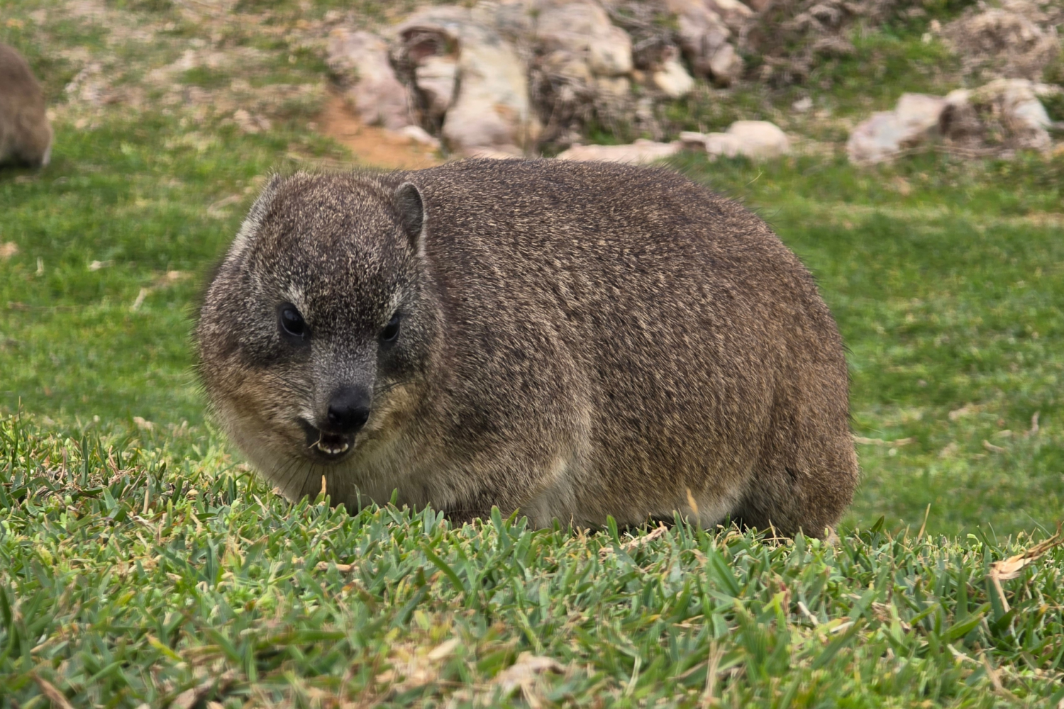 Rock dassie sitting on grass in Hermanus, South Africa.