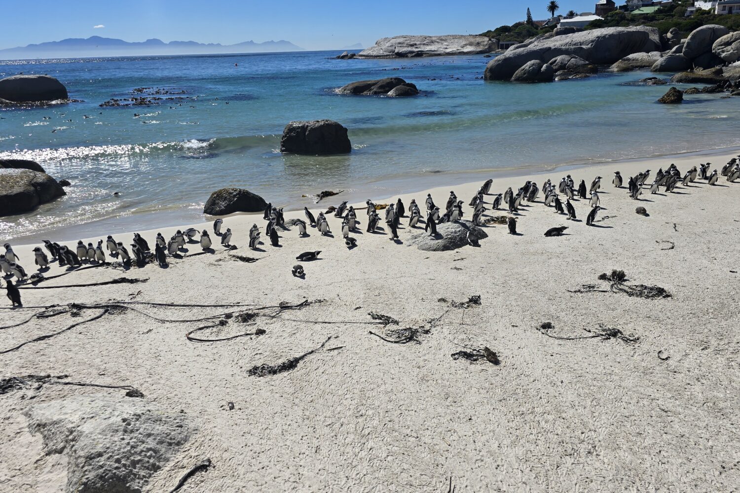 African penguins at Boulders Beach Penguin Colony near Simon's Town, Cape Town, South Africa.