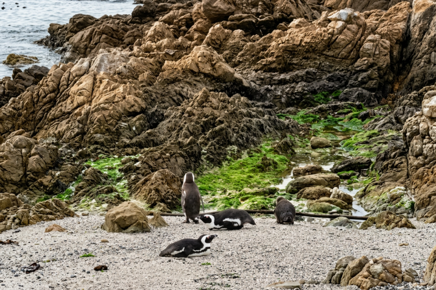 A colony of African penguins at Stony Point in Betty’s Bay, one of the best places to see penguins in their natural habitat near Cape Town.
