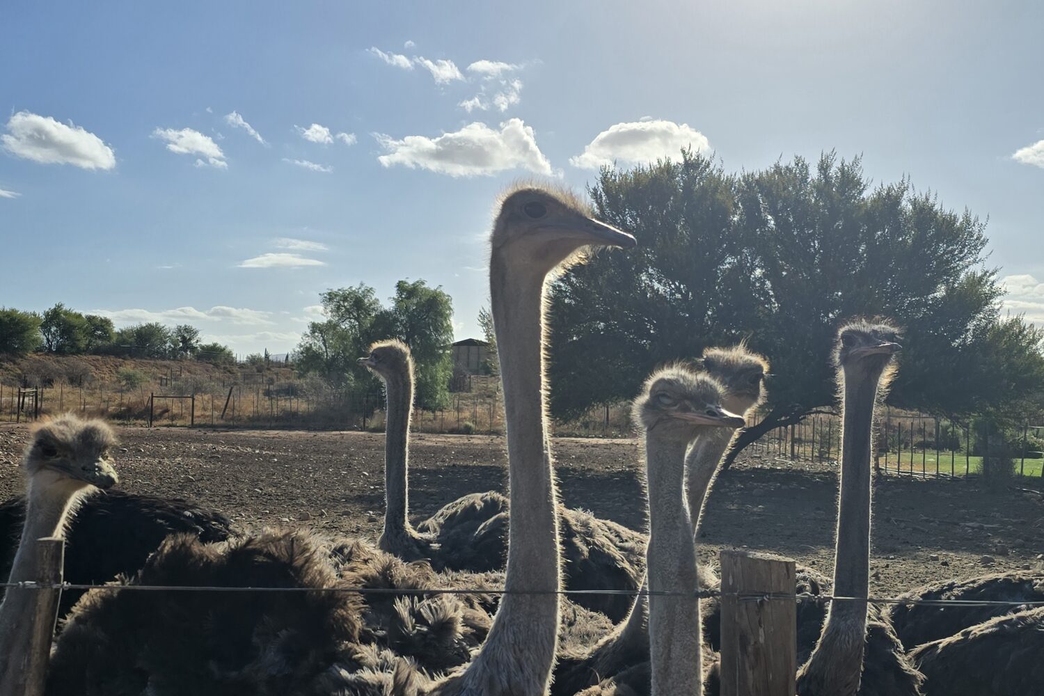 Close-up of ostriches on an ostrich farm in Oudtshoorn, South Africa, popular for wildlife tours