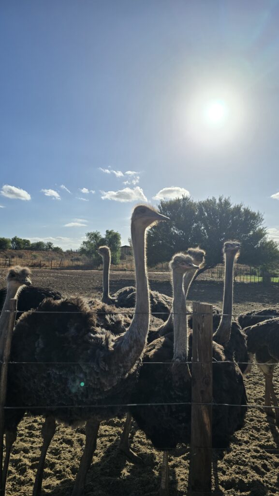 Close-up of ostriches on an ostrich farm in Oudtshoorn, South Africa, popular for wildlife tours