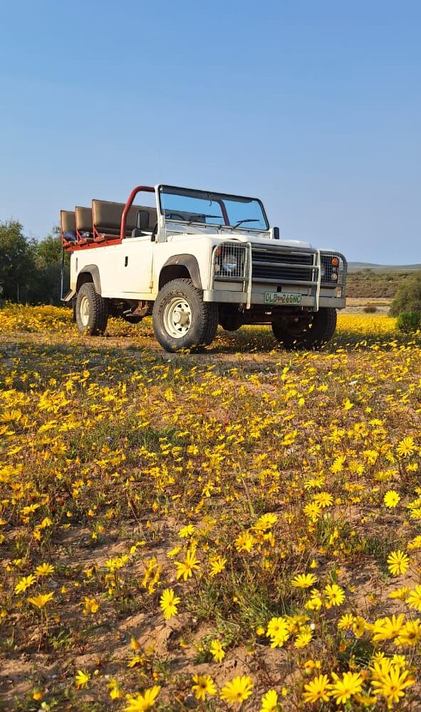4-Day Wildflower Tour at Papkuilsfontein Farm featuring vibrant Namaqualand wildflowers, scenic landscapes, and unique farm experiences