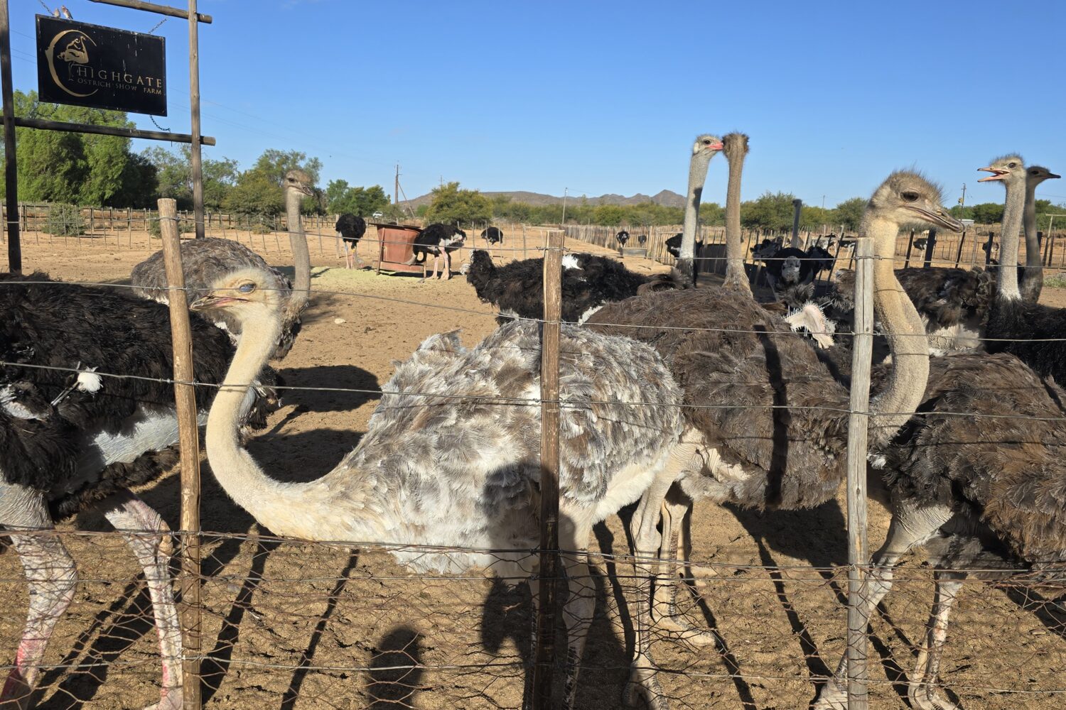 Ostriches at a popular ostrich farm in Oudtshoorn, South Africa – a top Garden Route attraction for wildlife and cultural experiences.