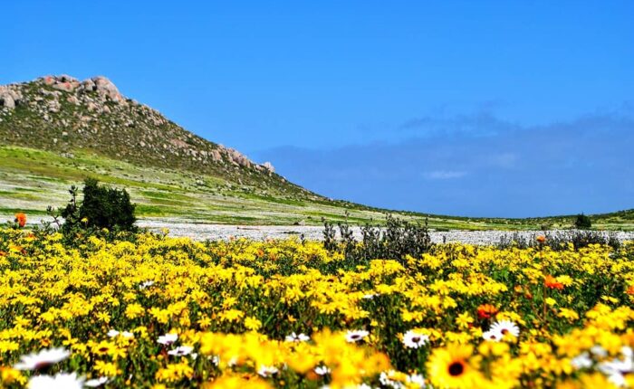 Colorful wildflowers in full bloom during the West Coast flower season in South Africa