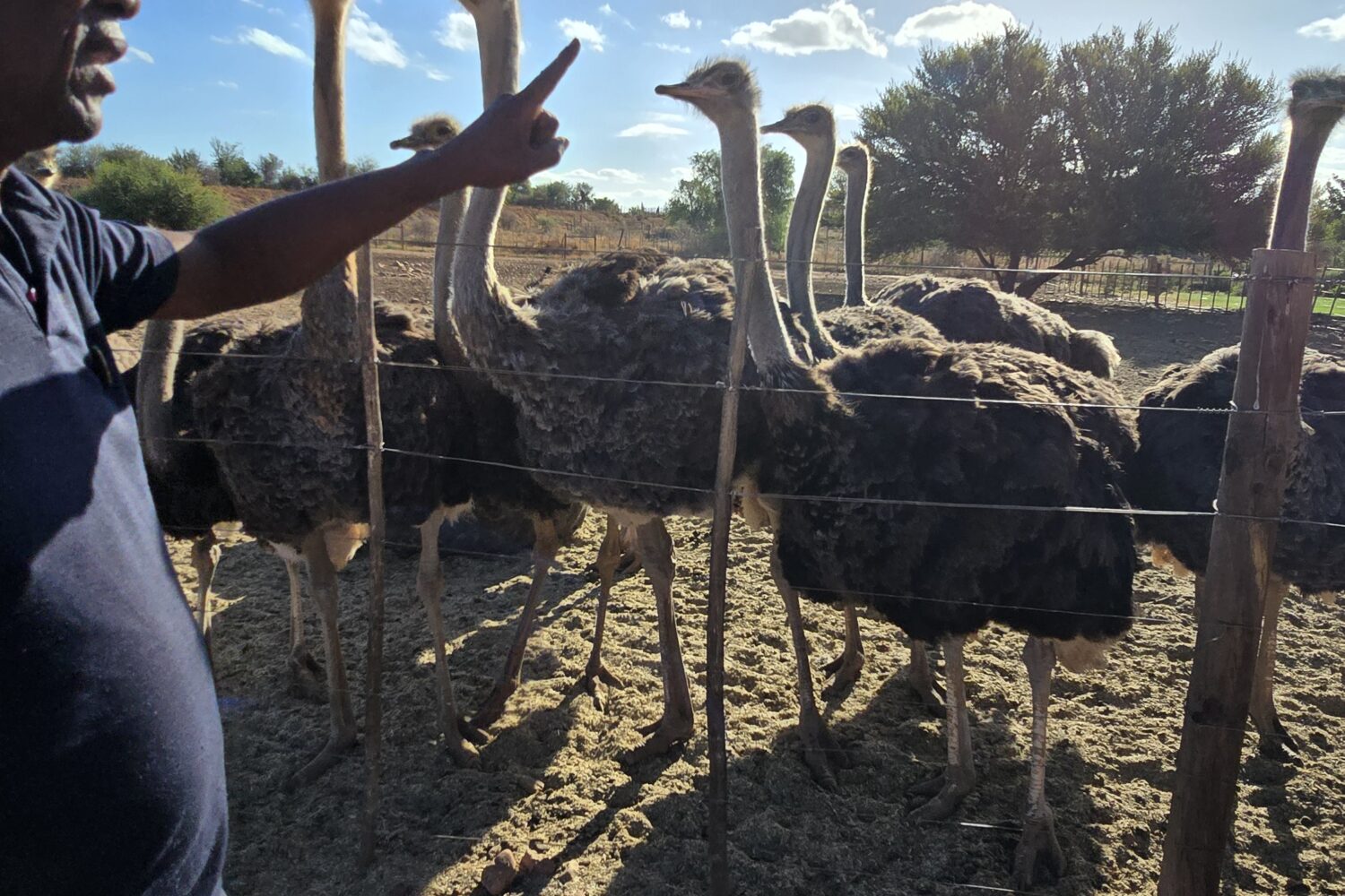 Guided tour of an ostrich farm in Oudtshoorn showcasing South Africa's ostrich industry.
