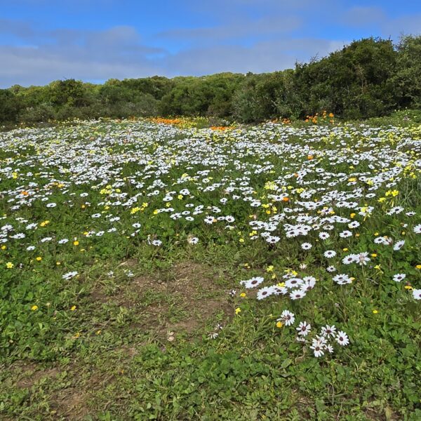 Colourful wildflowers blooming in the West Coast National Park, South Africa.