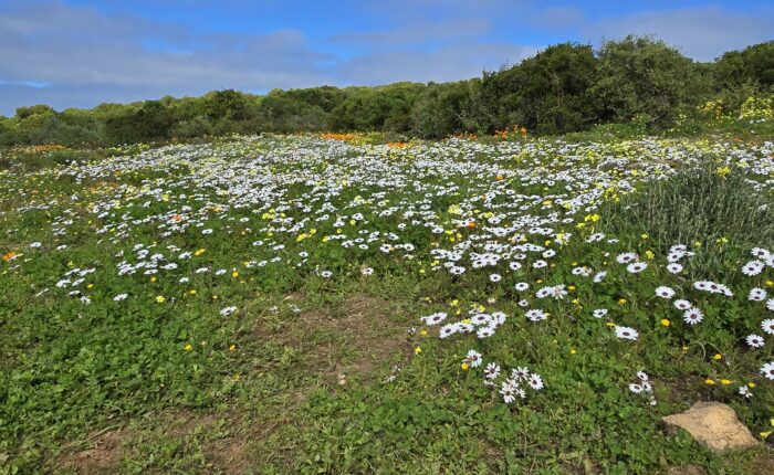 Colourful wildflowers blooming in the West Coast National Park, South Africa.