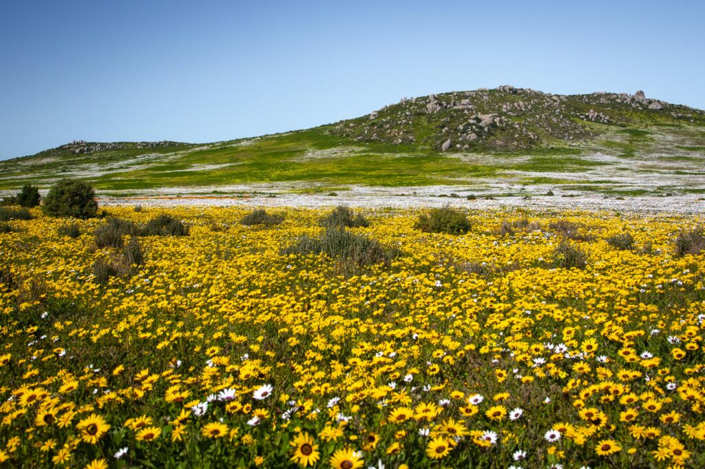 Western Cape Flower Season | Ultimate Guide to South Africa’s Wildflowers