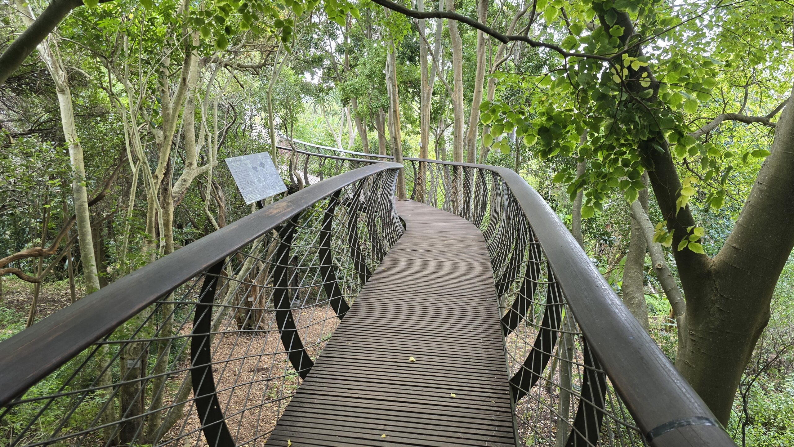 Boomslang canopy walkway at Kirstenbosch Gardens, offering stunning views of the surrounding botanical landscape in Cape Town Boomslang canopy walkway at Kirstenbosch Gardens, offering stunning views of the surrounding botanical landscape in Cape Town