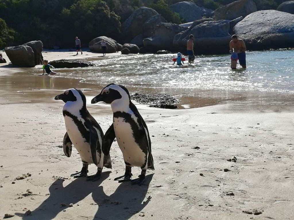 Penguins at Boulders Beach, Simons Town