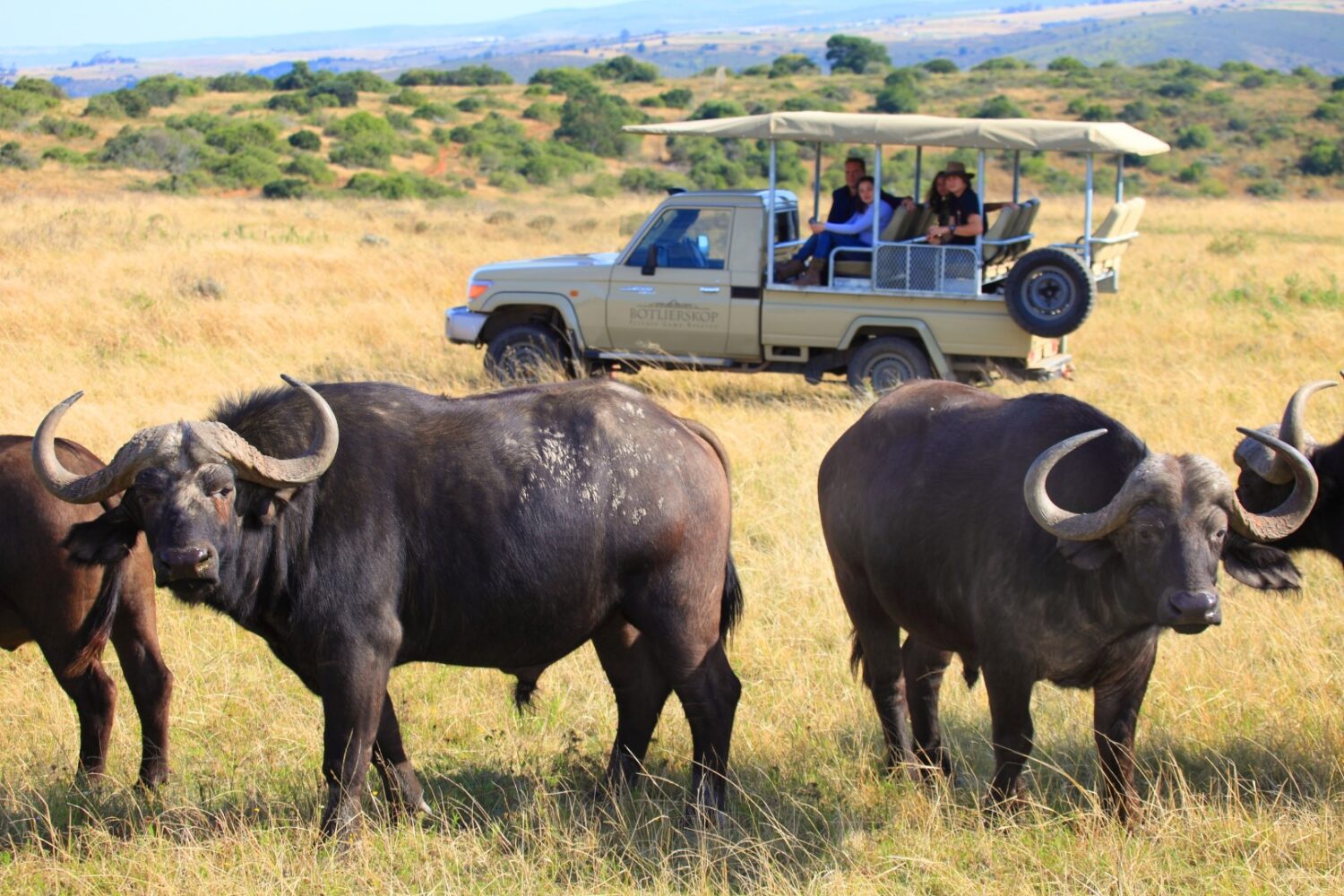 Cape buffalo spotted on a game drive at Botlierskop Private Game Reserve along South Africa’s Garden Route