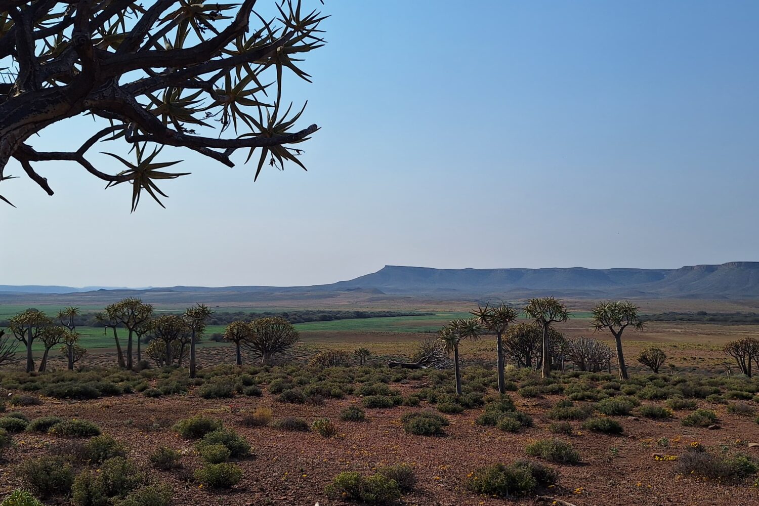 Amazing Northern Cape landscape during wildflower season in Northern Cape, South Africa on the 4-Day Wildflower Tour