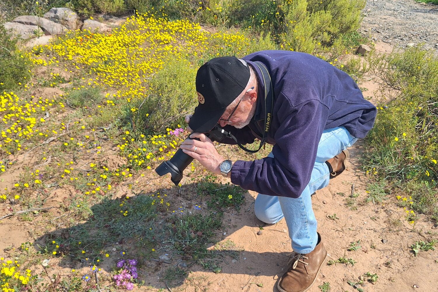 Traveller photographing colorful wildflowers in bloom during August and September on along the West Coast of South Africa on the 4-Day Wildflower Tour