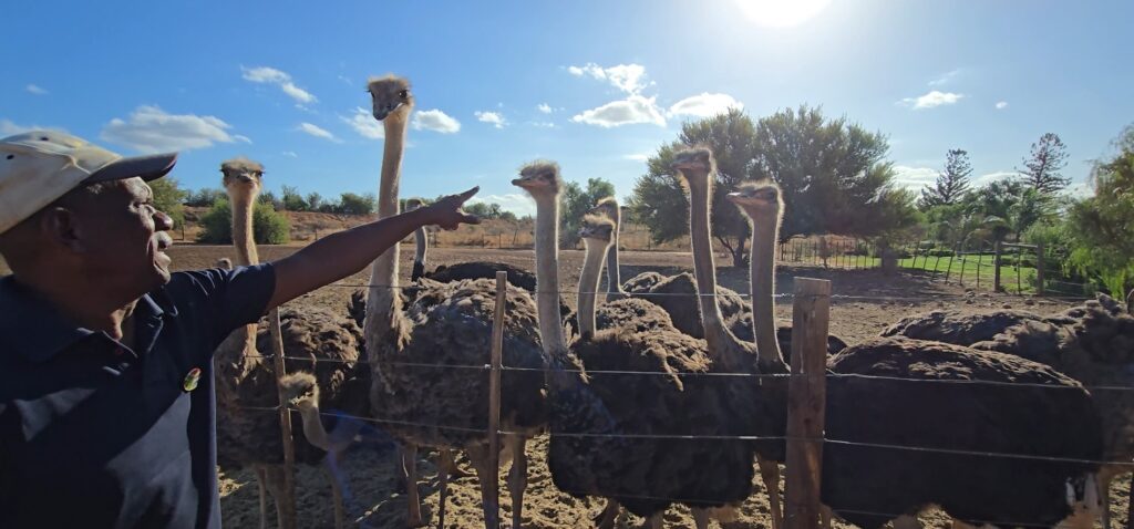 How to Choose the Perfect Cape Town South Africa Tour Package